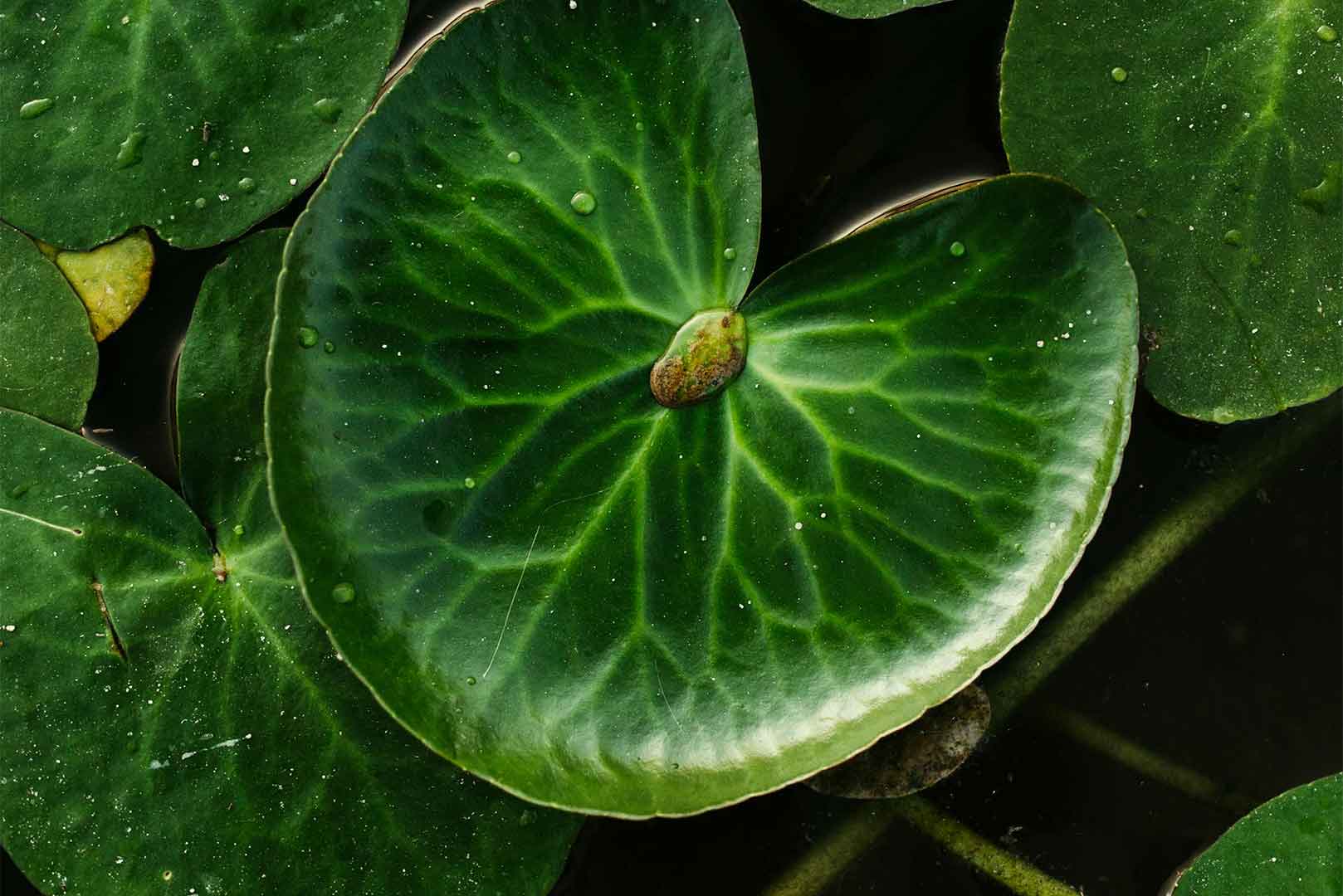 Nuestra filosofía de Creciendo Juntos